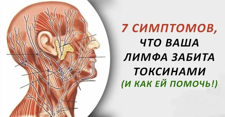 Лимфа засорена симптомы. Признаки забитой лимфы. Лимфатическая система тела человека. Забиваются лимфоток. Застоявшейся лимфы