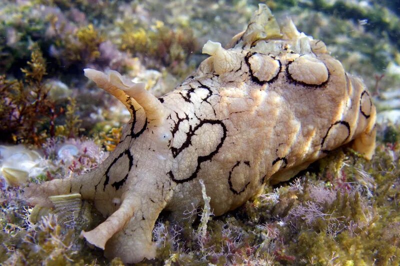 Аплизия морской заяц. Моллюск Aplysia californica. Морской заяц моллюск черный. Черный морской заяц