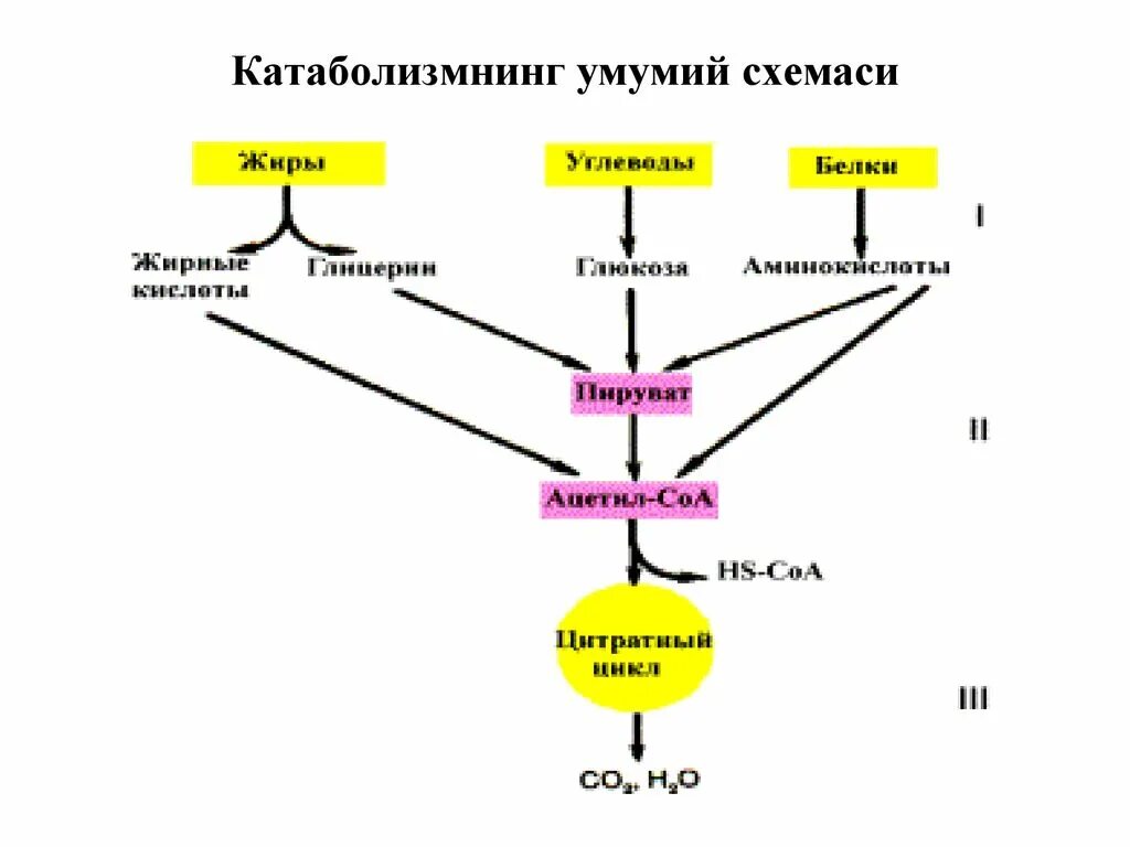 Распад сложных. Схема распада органических веществ. Схема расщепления органических веществ. Схема расщепления пищевых веществ. Схема катаболизма основных питательных веществ.