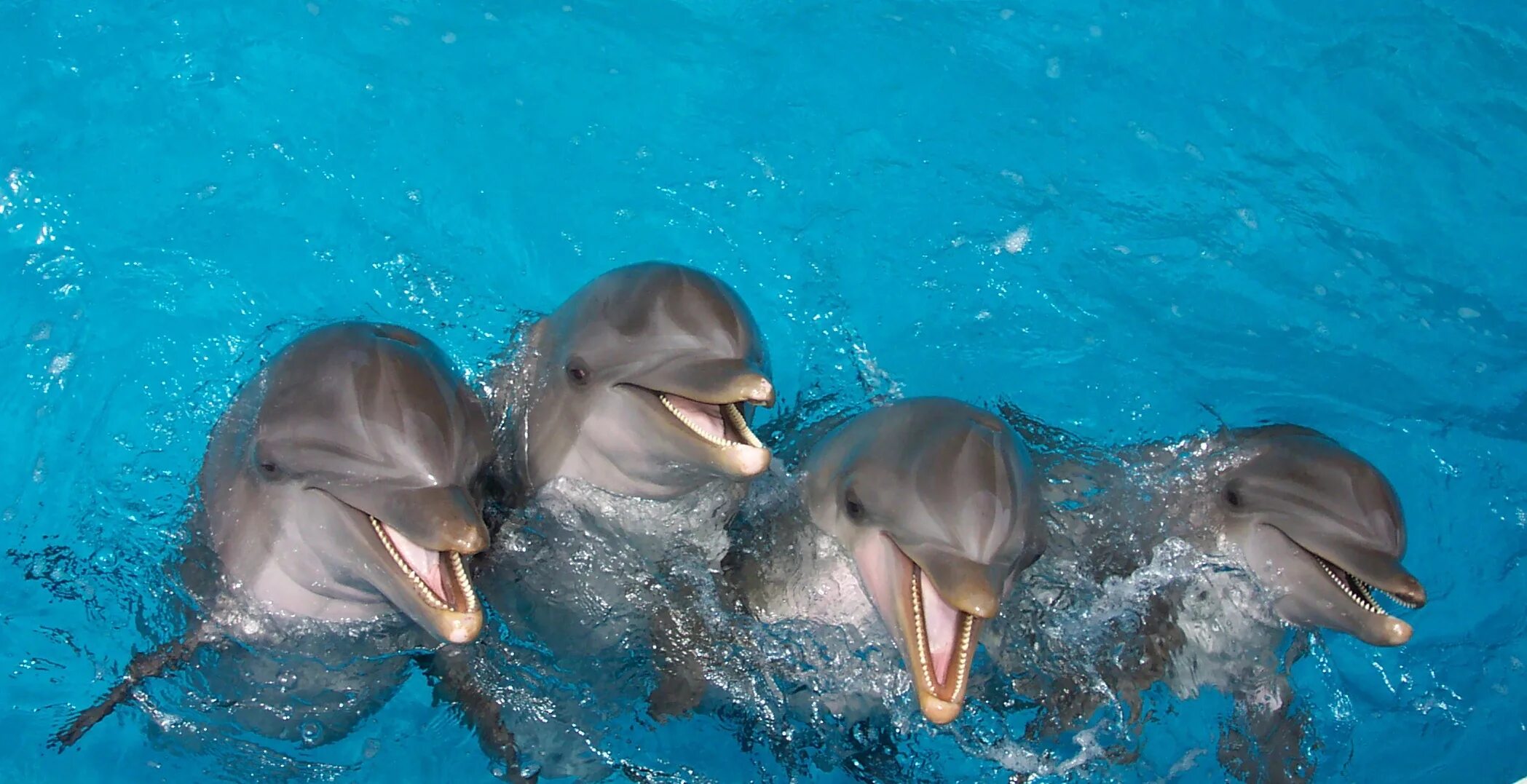 Семья дельфинов. Маленький дельфиненок. Четыре дельфина. Дельфиненок фото. Дельфиненок песня слушать