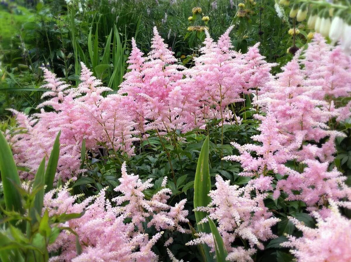 Какую почву любит астильба. Астильба bressingham beauty. астильба арендса америка. астильба арендса розовая.