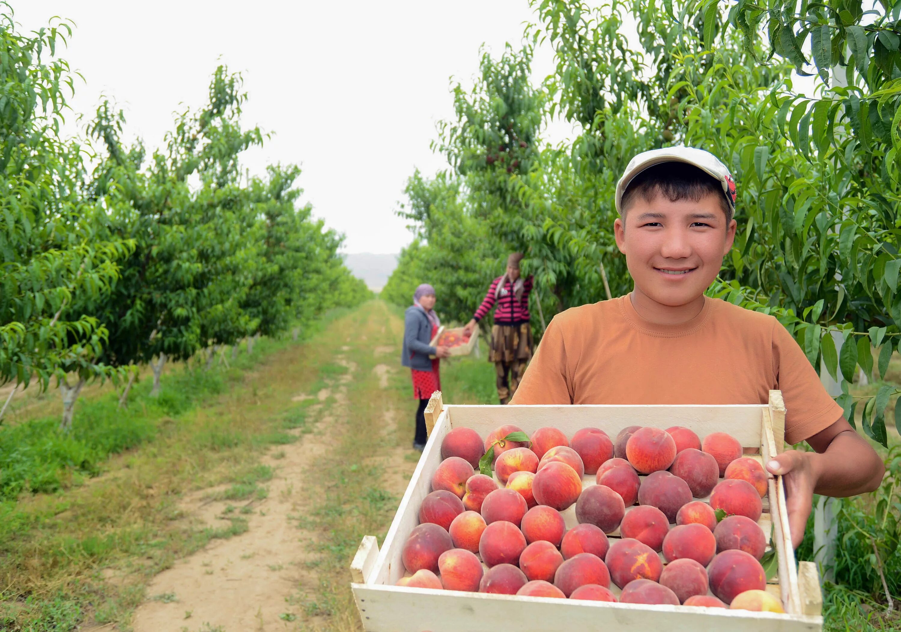 Тадбиркор ёшлар. Bog nima. Хозяйство узбекистана. Оналар хакида статус. Огород осенью.