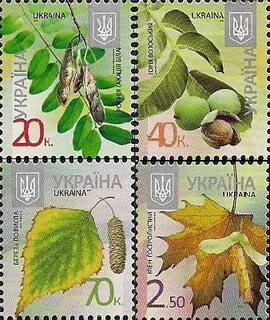 Орехи березы