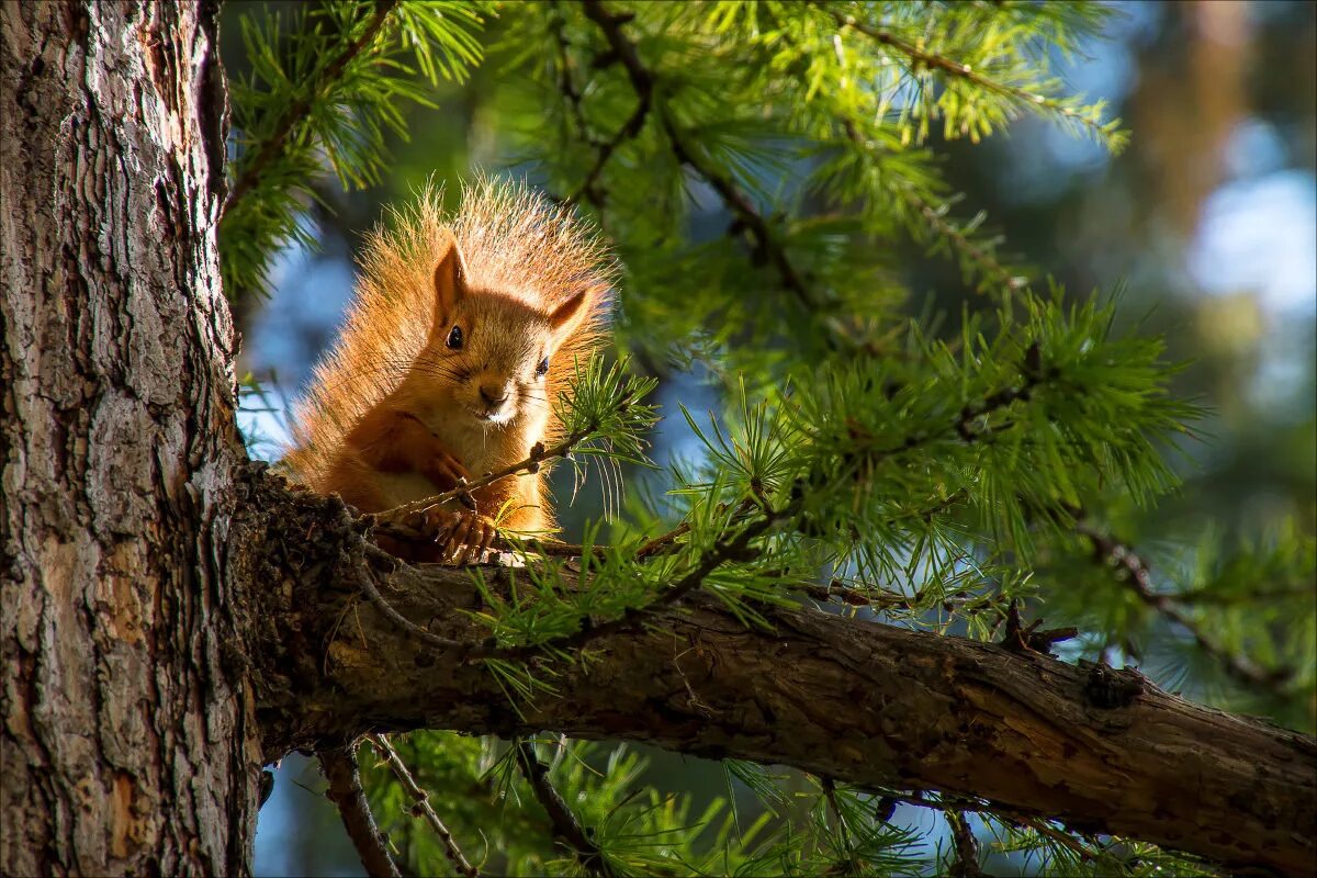 обыкновенная белка беличьи. лесные животные. белочка на дереве зимой. белочка лесная. обыкновенная белка.