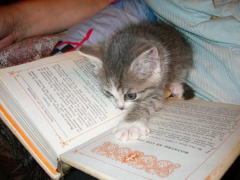 Читать литеет. Книга котик. Коты читают книги. Кот с книжкой. Кот читает.
