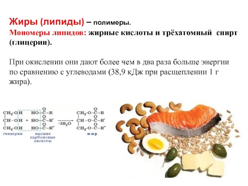Мономеры липидов. Липиды полимеры. Липиды строение мономера. Мономерами липидов являются. Основные липиды пищи