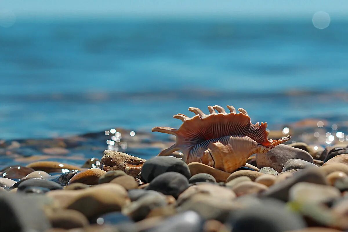 Пляж Рапан Сочи. Море ракушки. Ракушки на берегу моря. Ракушки на песке.