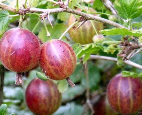 крыжовник скрещенный. йошта крона. ягода ешта (йошта). йошта куст. ягода ешта (йошта).