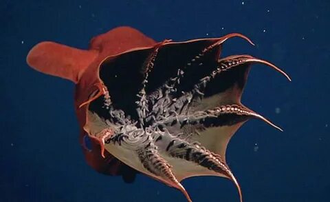 Vampire squid