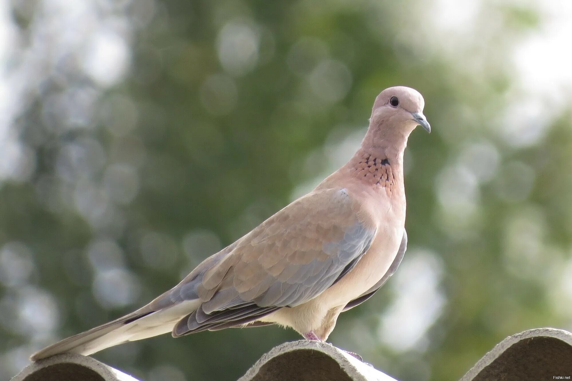 Малая Горлица Среднеазиатская. Малая Горлица (Streptopelia senegalensis). Египетская Горлица Streptopelia senegalensis. Голубь Горлица обыкновенная.