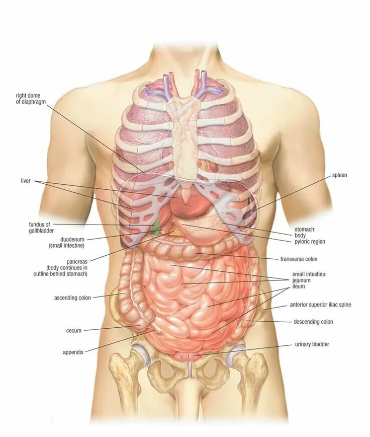 Органы живота. Строение человека спереди под ребрами. Анатомия человека справа под ребрами спереди. Анатомия человека с ребрами и органами. Анатомия человека внутренние органы живота.