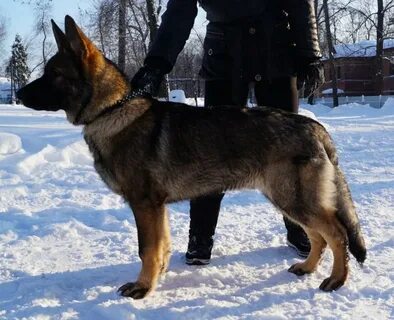 Зонарный окрас