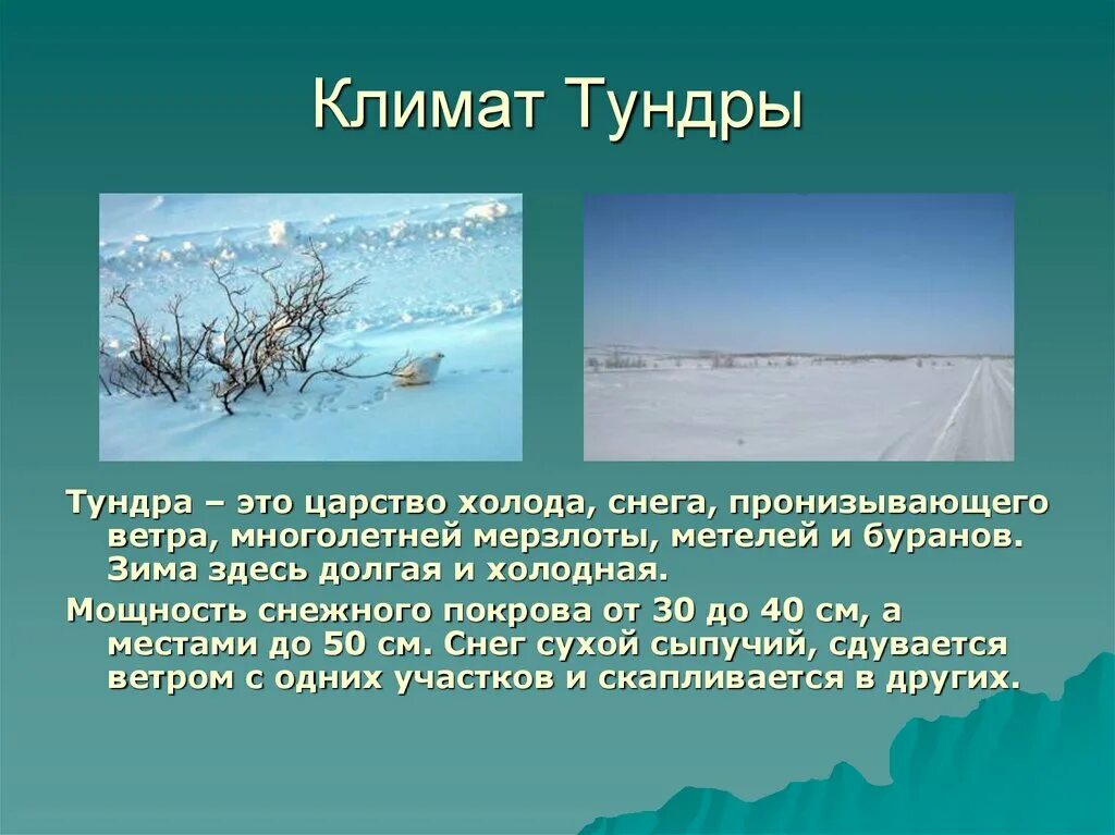 Тайга находится перед полярным кругом