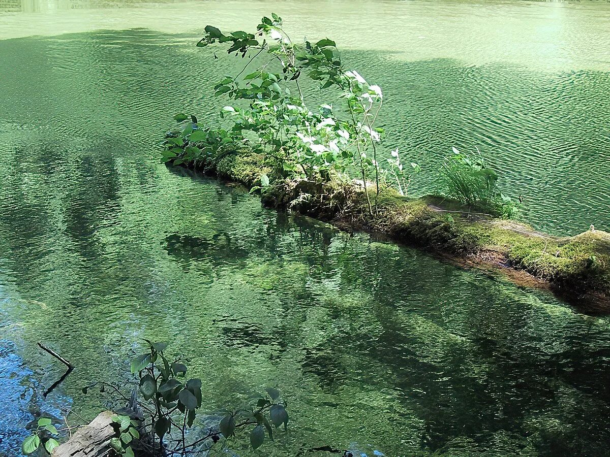 Воздух в водорослях