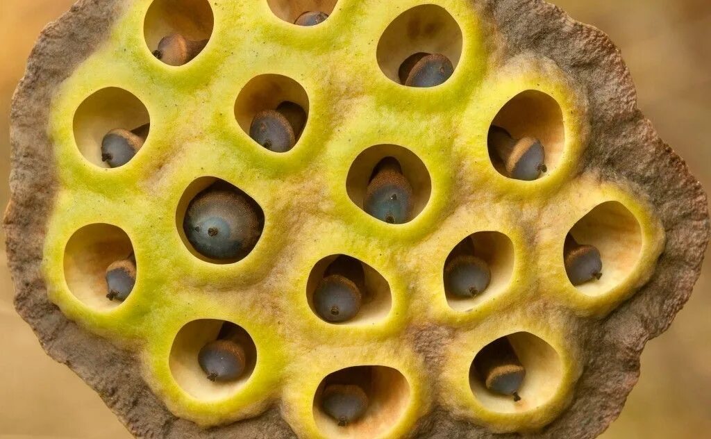 Cause holes. Семена лотоса трипофобия. Трипофобия лотос трипофобия лотос. Трипофобия гомеопатия. Трипофоба цветок лотоса.