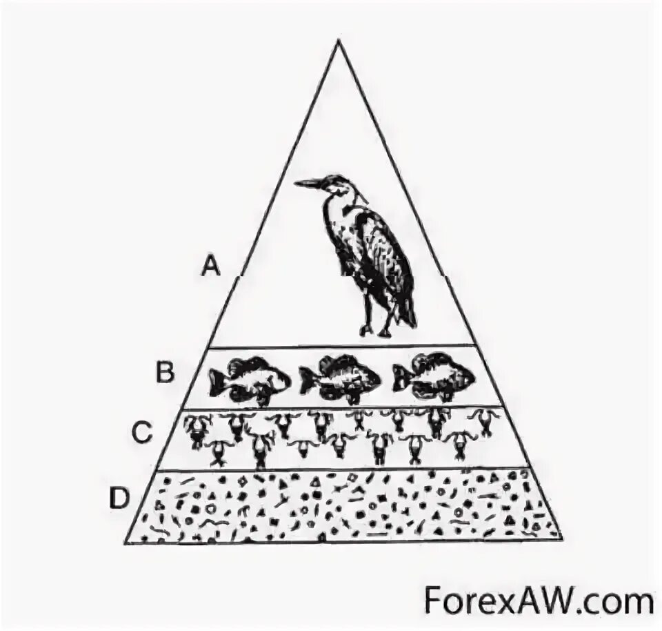 Экологическая пирамида рисунок. Экологическая пирамида биомассы. Экологическая пирамида степи. Перевернутая пирамида биомассы. Перевернутая экологическая пирамида.