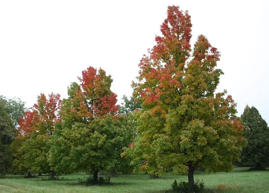 Red heights. Клен красный Acer rubrum. Acer rubrum (клен красный) 'Red Sunset'. Клен красный Acer rubrum летом. Клен красный Bowhall.