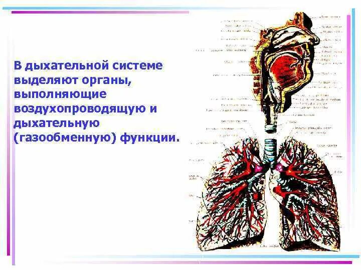 Топография дыхательной системы. Органы выполняющие воздухопроводящую функцию. Строение и функции дыхательной системы. Анатомия органов воздухопроводящих путей.
