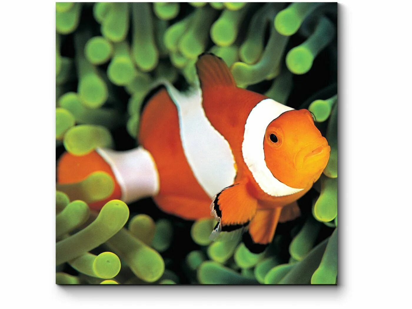 Фиш мал. Кардинал рыбка аквариумная. Куча маленькой рыбы. Crazy fish игра. Игрушечная маленькая рыба.