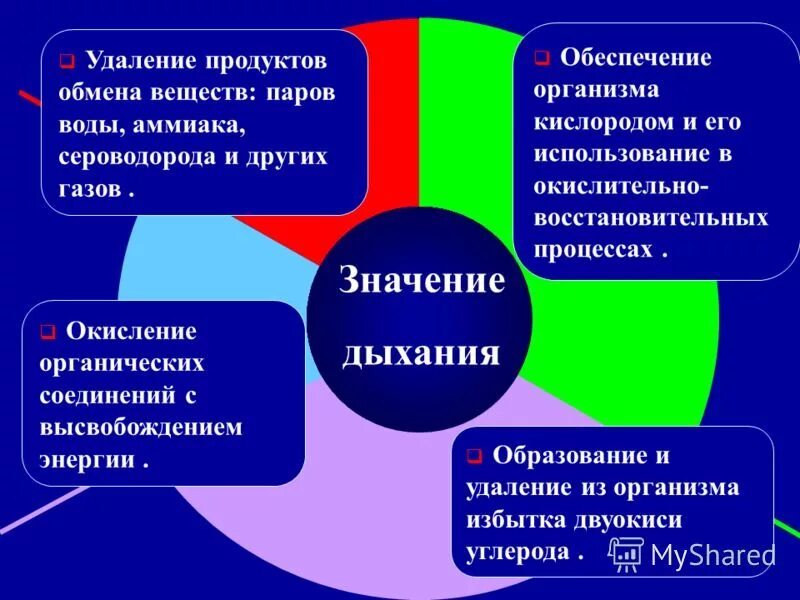 Дыхательная система обеспечивает поступление в организм. Нижнее дыхание. Обеспечивает организм кислородом и выводят углекислый. Значение дыхания для метаболизма. Опорная схема кровеносная и лимфатическая система.