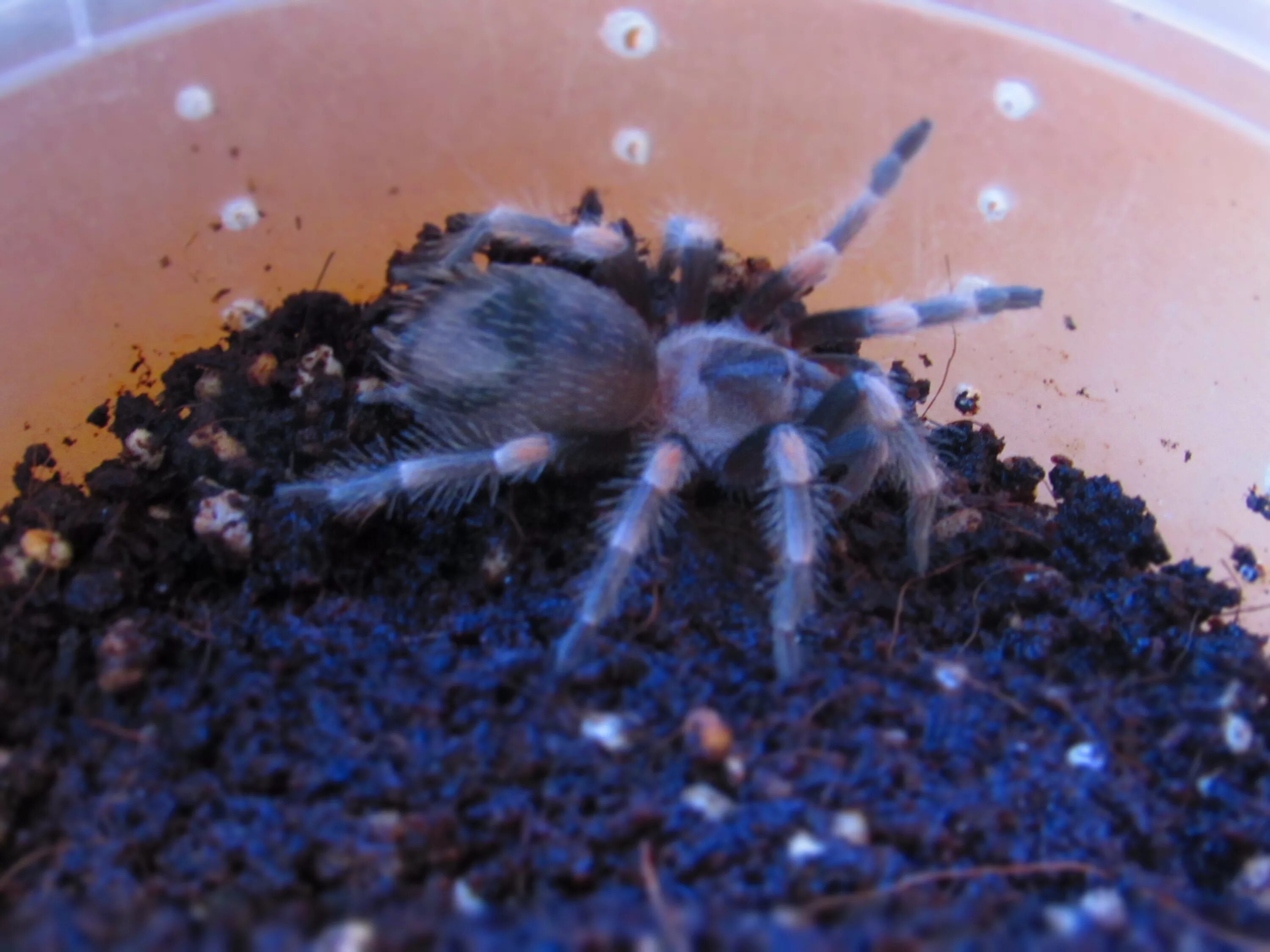 Брахипельма Смити. Паук птицеед домашний. Brachypelma smithi террариум. Брахипельма ваганс террариум. Паук птицеед в домашних условиях