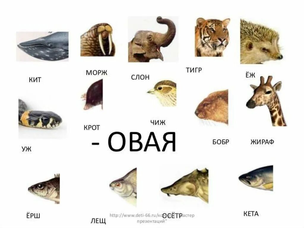 Оленьи рога притяжательное прилагательное