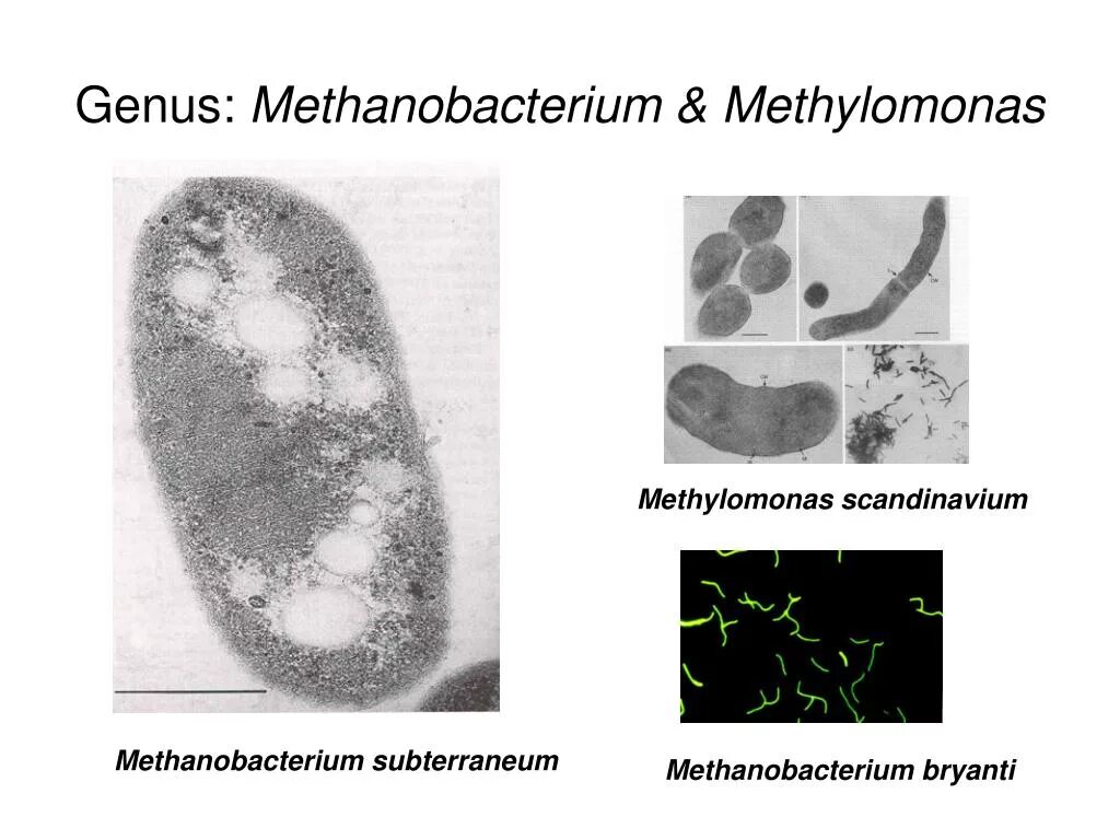Бактерии выделяют метан. Бактерии рода methylomonas. Methylomonas methanica. Methylococcus capsulatus. Метанотрофные бактерии.