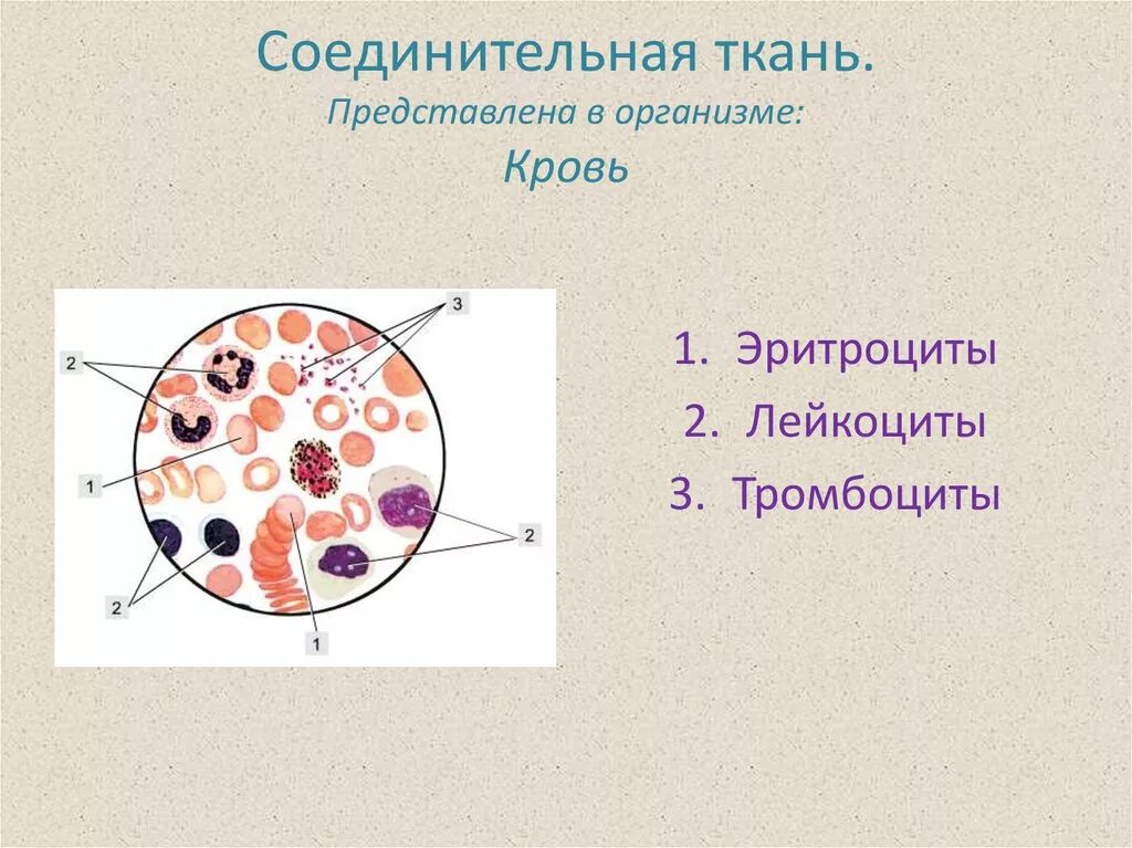 Кровь строение рисунок. Кровь соединительная ткань строение. Кровь соединительная ткань схема. Соединительная ткань кровь рисунок строение. Соединительная ткань кровь человека.