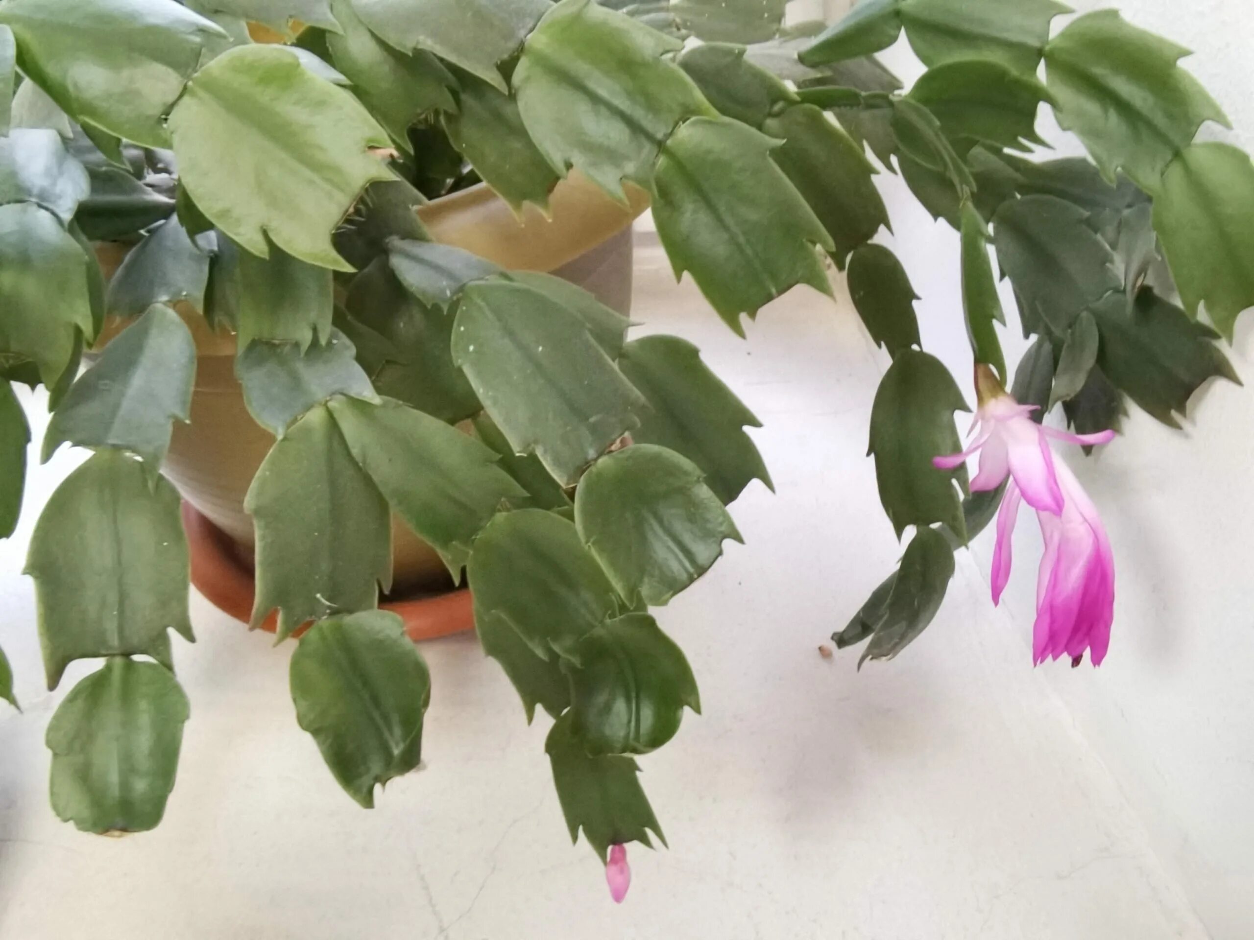 Зигокактус ампельный. Шлюмбергера омоложение. Почему не зацветает декабрист. Почему не зацветает декабрист. Каланхоэ декабрист цветок.