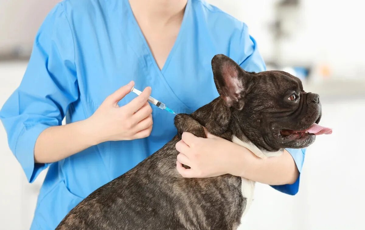 Вакцинация собак. Прививка собаке. Ветеринар с собакой. Ветеринар вакцинация
