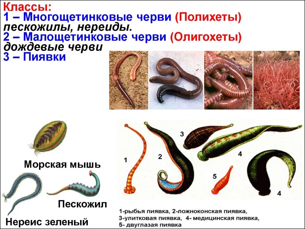 Приведите три примера кольчатых червей. Малощетинковые кольчатые черви представители. Малощетинковые черви полихеты. Класс червей Малощетинковые.