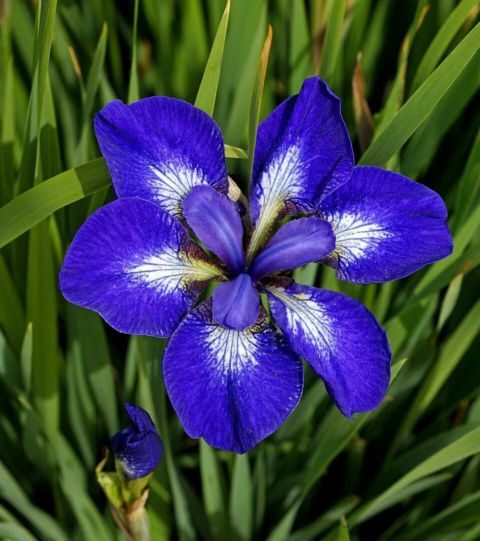 Ирис сорт бродвей стар. Star iris. Ирис блю тропик. Ирис уиш апон э стар. Ирис baltic star.