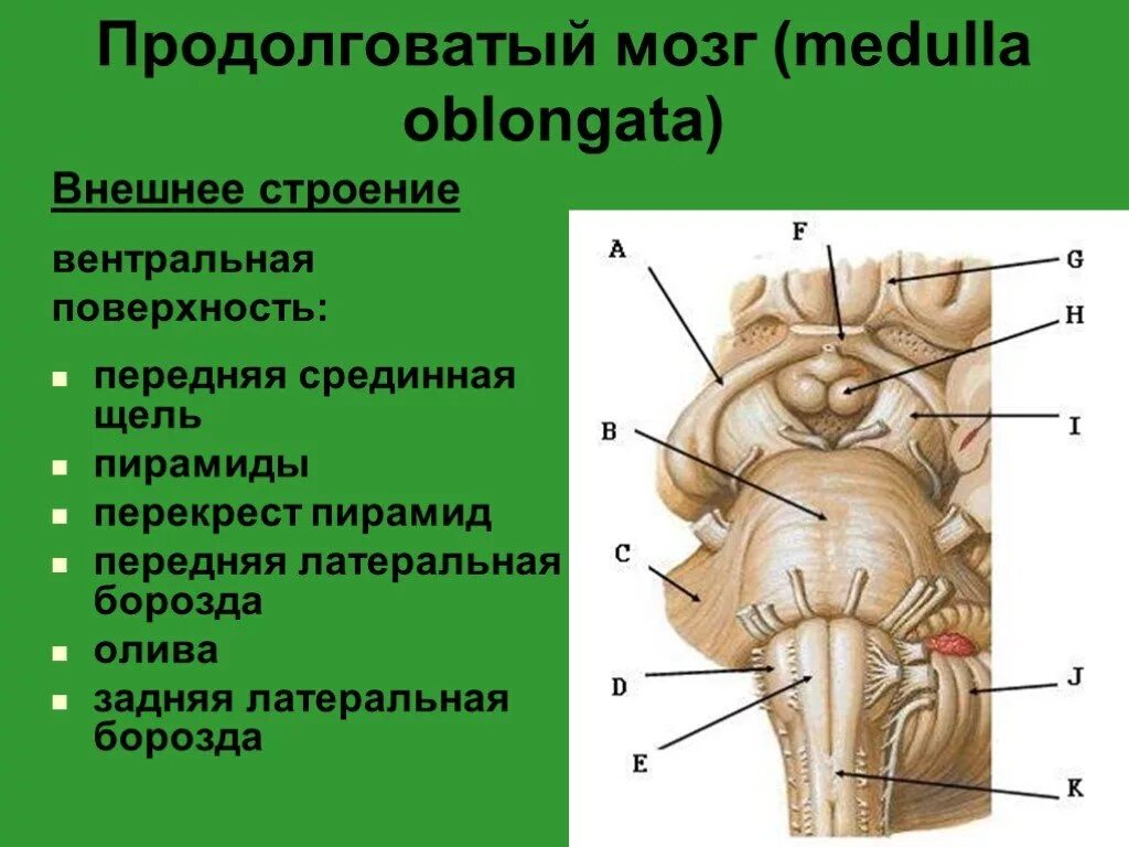Продолговатый мозг размеры. Наружное строение продолговатого мозга анатомия. Задняя боковая борозда продолговатого мозга. Перекрест пирамид продолговатого мозга. Внешнее строение продолговатого мозга.