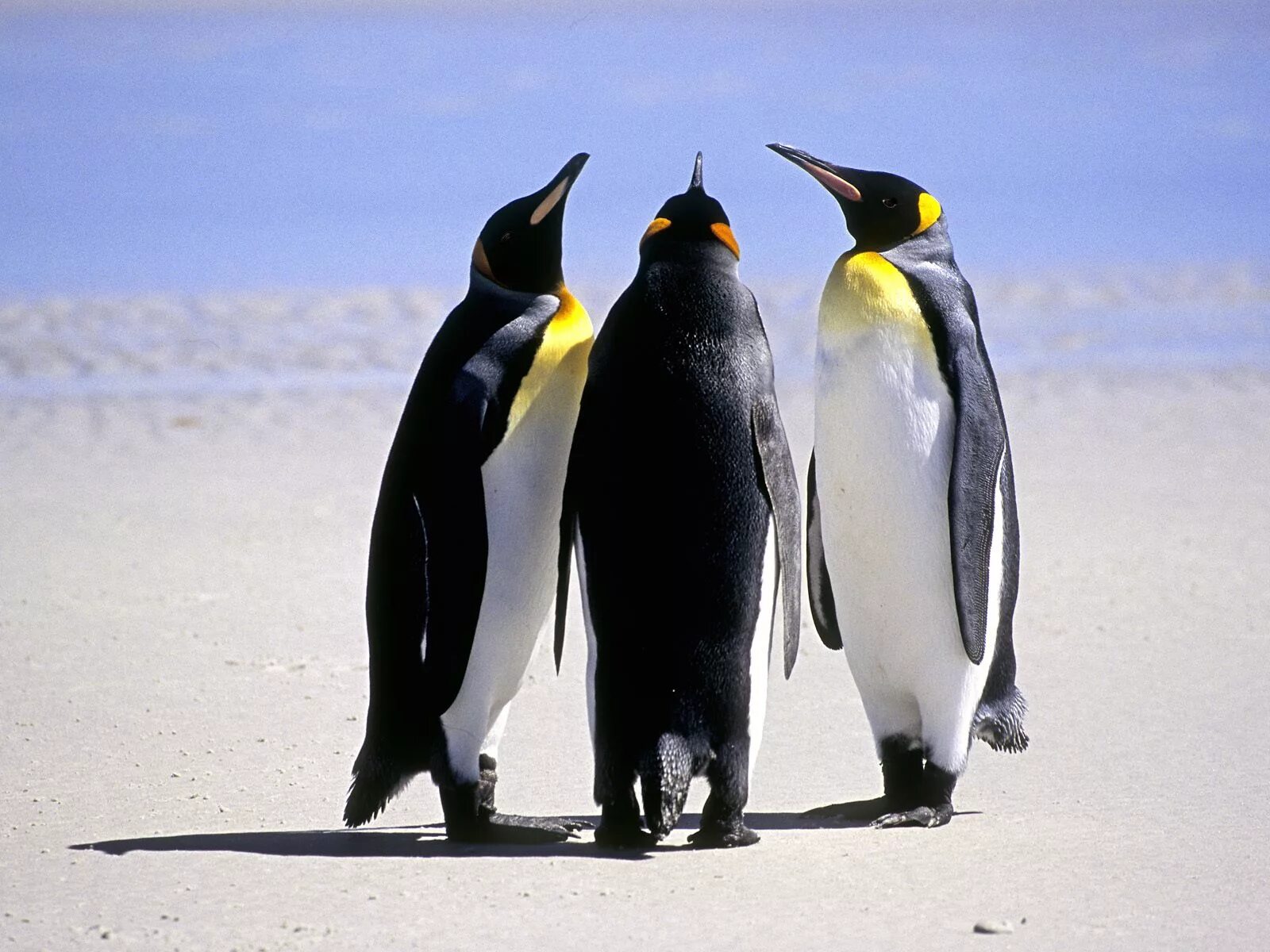 Желтый Королевский Пингвин. Королевский Пингвин. 3 Пингвина. Пингвин фото. Пингвин 3 6