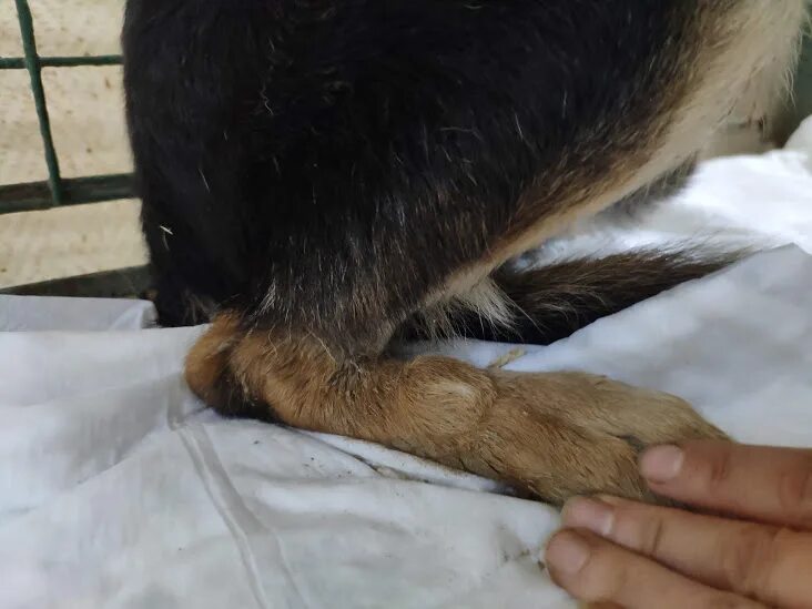 Собака поджимает переднюю лапу. Заболевание суставов у собак. Собака хромает на переднюю лапу без видимых. Собака хромает на переднюю лапу без видимых. Собака хромает на переднюю лапу без видимых.