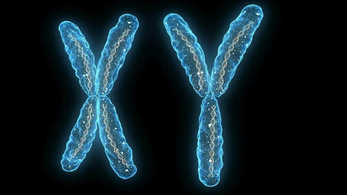 Вторая х хромосома. Икс и Игрек хромосомы. Икс хромосома и Игрек хромосома. XX XY хромосомы. X И Y хромосомы.