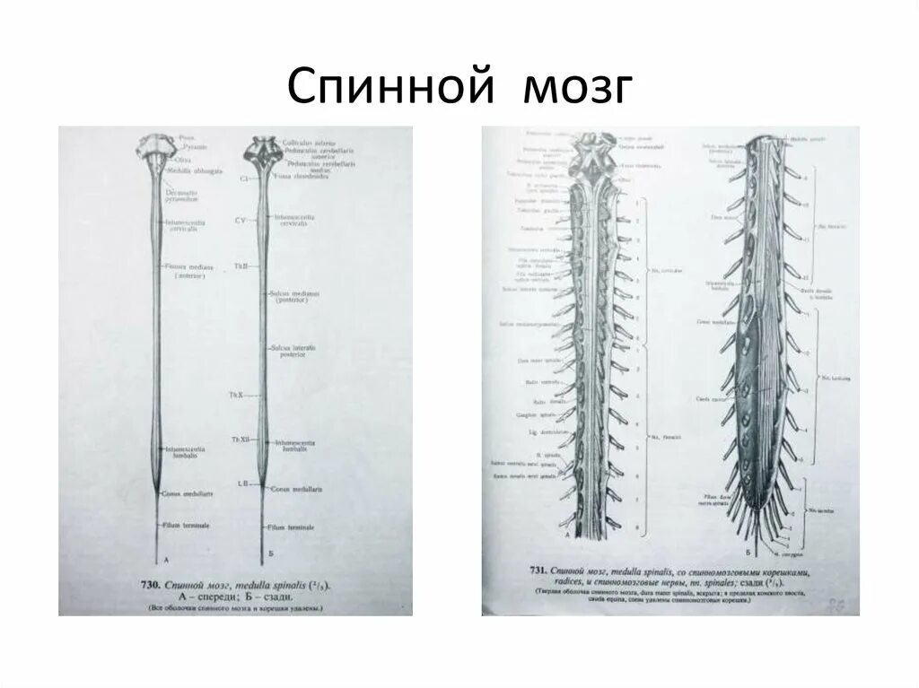 Строение спинного мозга вид спереди.