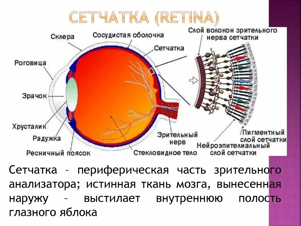 Колбочки глаза какая оболочка. Зрительный анализатор палочки и колбочки. Зрительный анализатор строение сетчатки. Строение сетчатки оболочки глаза. Зрительный анализатор строение и функции сетчатка.