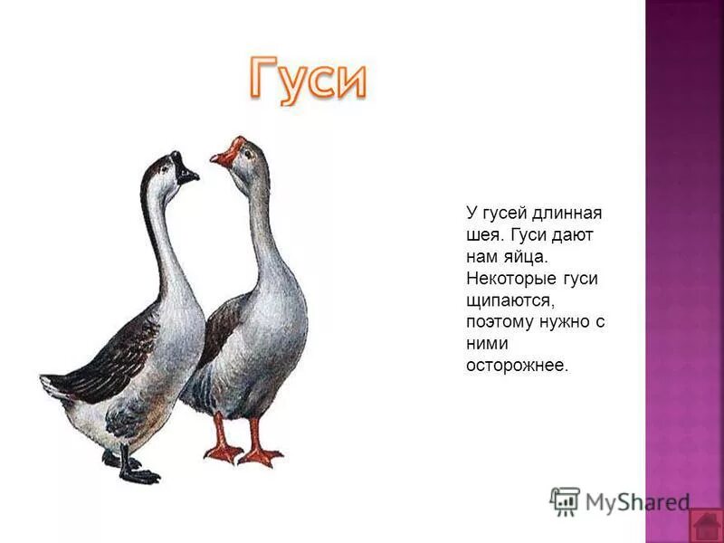 Характеристика гусей. Какое имя можно дать гусю. Пробиотики для гусей. Гусь пискулька anser erythropus в полете. Гусь презентация для детей.