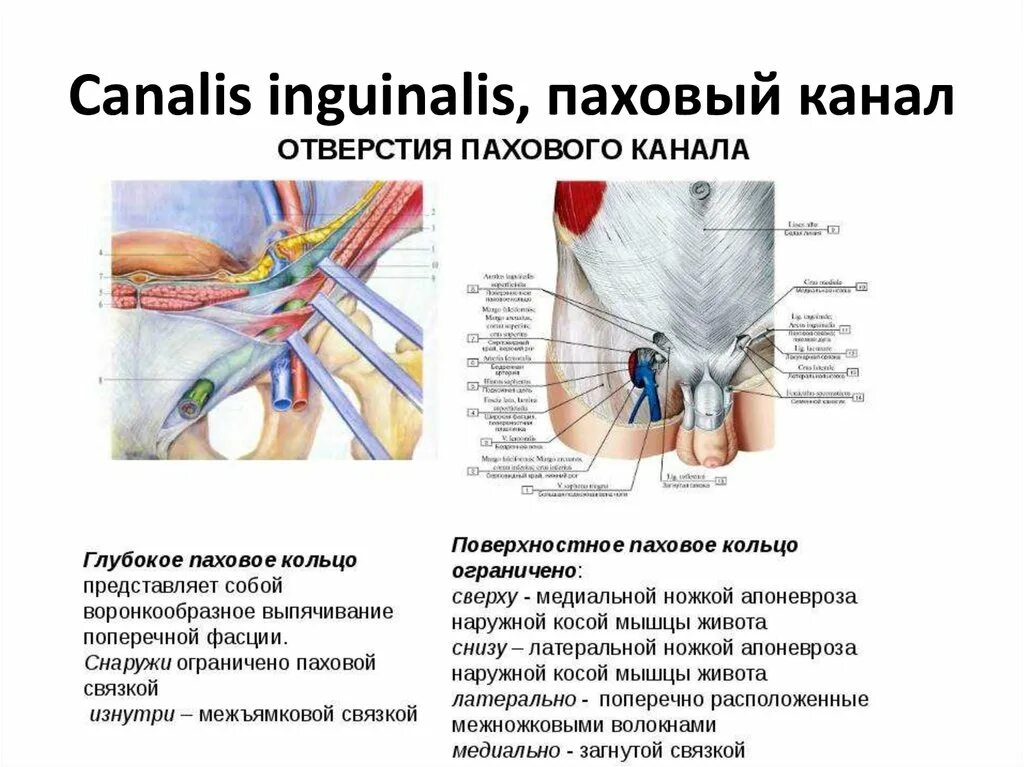 Структуры ограничивающие поверхностное кольцо пахового канала. Паховый канал анатомия внутреннее кольцо. Паховый канал наружное кольцо анатомия. 2. Топографическая анатомия пахового канала..