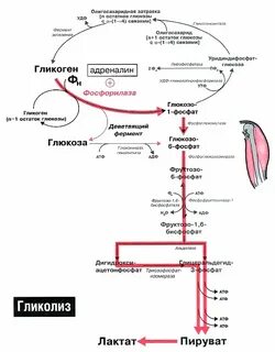 Мобилизация гликогена в печени