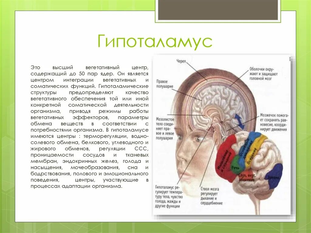 Гипоталамус содержит центры голода и жажды. Строение головного мозга гипоталамус. Гипоталамус функции кратко таблица. Гипоталамус Центральная нервная система. Гипоталамус за что отвечает.