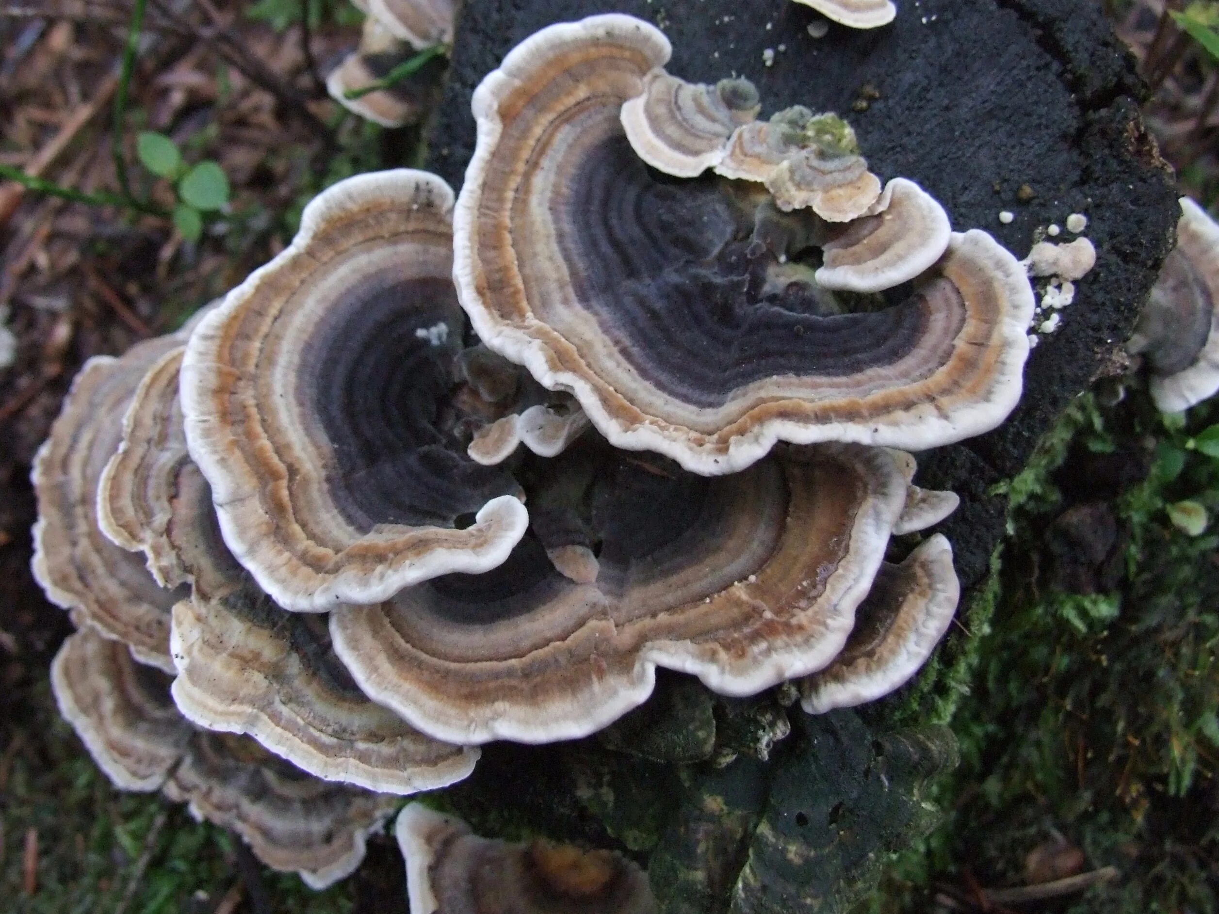 Trametes versicolor. Трутовик Траметес. Траметес разноцветный (trametes versicolor). Трутовик Траметес разноцветный TRAMETIC vercicolor. Трутовик свойства