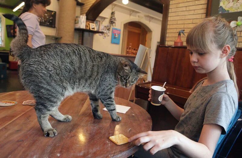 Котокафе Мурашка Сокольники. Илья Смирнов котокафе. Котокафе Ухта. Ухта кото кафе котокафе.