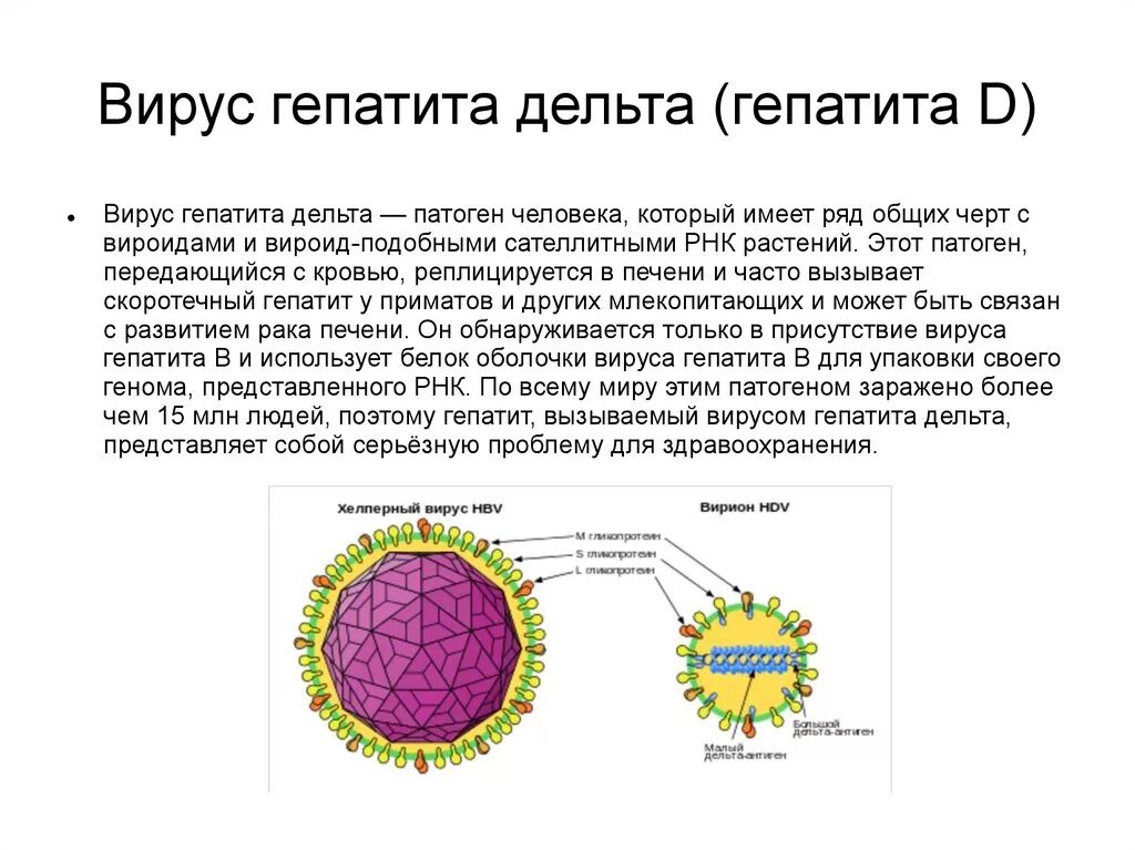 Имеет д. Вирус гепатита д антигенная структура. Вирус гепатита d строение. Строение вируса гепатита Дельта. Вирус гепатита д морфология.