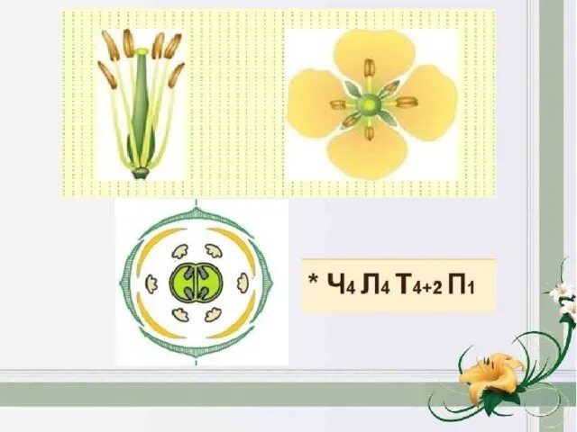 Формула цветка о 2 2т3п1. Ирис формула цветка. Формула цветка ирисовых. Ирисовые диаграмма цветка. Диаграмма цветка ириса.
