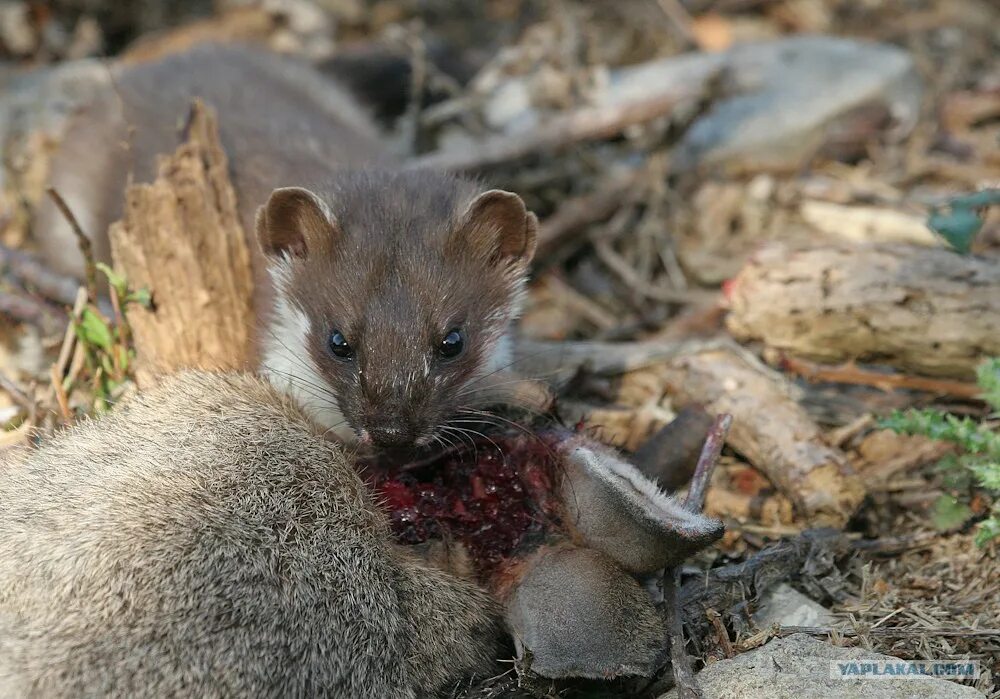 Сосновая куница. Обыкновенная ласка. Мышь куница. Крапчатая сумчатая куница. Куница соболь ласка норка.