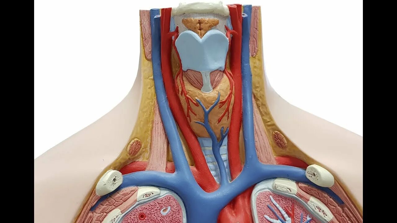 Practical anatomy. Practical anatomy