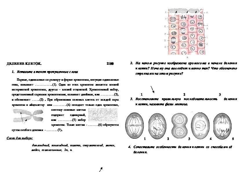 Деление клетки задачи. Задания на деление клетки 6 класс биология. Задачи на деление клетки. Задачи на клеточное деление. Задания по биологии ЕГЭ деление клетки.