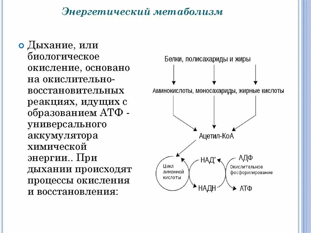 Этапы энергетического обмена веществ в организме человека. Энергетический обмен схема. Энергетический метаболизм. Энергетический метаболизм (биологическое окисление)..